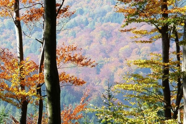 De serene omgeving van de Ruhrquelle, met een kronkelend bospaadje en helder water dat uit de bron stroomt, wandelen in het Sauerland.